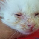 해동물병원 이미지