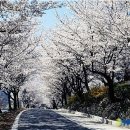 제주도에서 태어났지만 일본에서 빼앗아간 대한민국 나무 그 이름 `벚꽃나무` 이미지