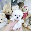 강아지분양 애견입양 아이러브독 인천점 이미지