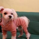 코소코소 꿍이네 이미지