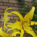 달리는족족 이미지