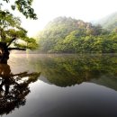 왕버들로 이미지