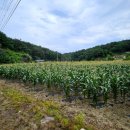 화상천로 이미지