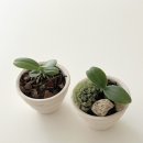 로자리안 이미지