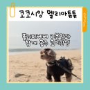 베베시앙 | 코코시앙 강아지 블랙드레스 플러피베베 리본핀ㅡ제티 공주 코디 내돈내산 후기