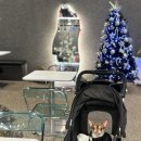 뚱강아지 | 구래동 강아지동반카페 히든오아시스｜소형견 개모차까지 준비된 감성카페