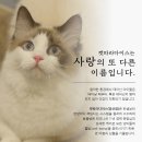 캣파라다이스 일산점 이미지