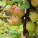 앵두펜션 이미지