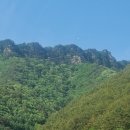소나무 - 안산시 단원구 광덕2로 185-8 | 소나무
