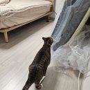 헤이븐 오피스텔 | 가성비 끝판왕 지누스 포레스트 워크S 라지킹 매트리스 후기 (+연장 프레임과 맞춤 베드스커트)