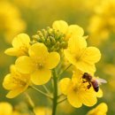 사광농장 | 유채꽃 명소 4곳 비교 (구리 한강시민공원·창녕 낙동강·고창 청보리밭 ·안성팜랜드 개화시기 기준)