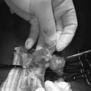 대천동물병원 이미지