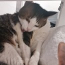 히히 그루밍 이미지