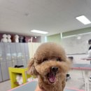 김해애견미용학원