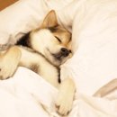 웃는강아지 이미지