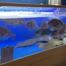 회 사가는날 | [역촌 회 사가는 날 : 구산역 맛집 또또또간집 내돈내산 포장 후기] 영원한 건 절대없어…결국에 넌..!