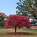 서울의 楓錦 소리 들어 보세요 이미지