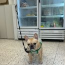 이야(YIYA) 이미지