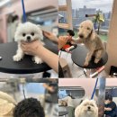가정 펫 살롱 이미지