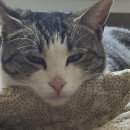 삼멍삼냥 이미지