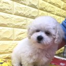 아이펫샵 이미지