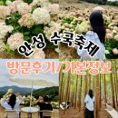 수국도 | [안성] 2025 안성 수국축제 방문후기 / 위치, 기간, 주차장 등