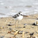 매향리의 흰물떼새(Kentish plover) 이미지