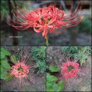 삼서권역다목적센터 (옥외1) | 단양여행-단양군영춘면 거점면 국내 선진지 견학 및 지도자교육(2부-외암마을)