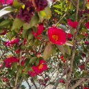 거제수산업협동조합고현마트 | [경남/거제] 현지인 추천 원조 맛집 【춘천왕닭갈비 고현 본점】 | 방문 식사 후기