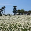 꽃섬해물 이미지