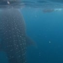 머지고래 이미지