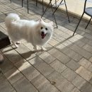 오도독 | 동두천 애견 운동장 애견 카페 🐶오도독 후기