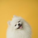 퓨어무드스튜디오 이미지