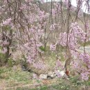4월 9(일)~10(월)/한적한 벚꽃의 감동ㅡ 함양/ 거창 이미지