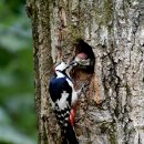 남이섬의 오색딱다구리(Great Spotted Woodpecker) 이미지