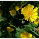 별량시장 이미지