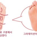 다섯발가락의 숨은 위대한 진실 이미지