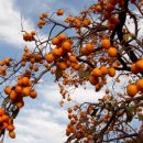 일송횟집(일송초밥) 이미지