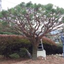 호접치자연팜 이미지