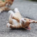 발라당 이미지