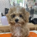 라움펫살롱 이미지