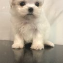서울애견 이미지