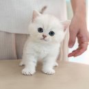 광주강아지분양 고양이분양 미유펫 본점 이미지