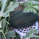 은형농장 이미지