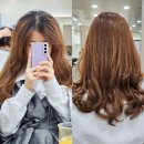 컬리브라운(Curly Brown)