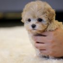 강아지분양 퍼피베이비 이미지