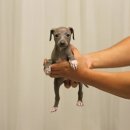 도그인 그레이 이미지