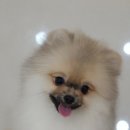 주민이네 복실강아지 이미지