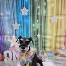 밀리아 펫살롱 이미지