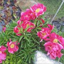 일죽농장 이미지